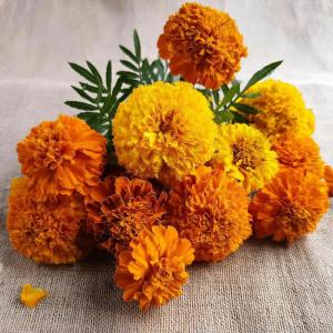 Marigold flowers for Hindu prayer and celebrations